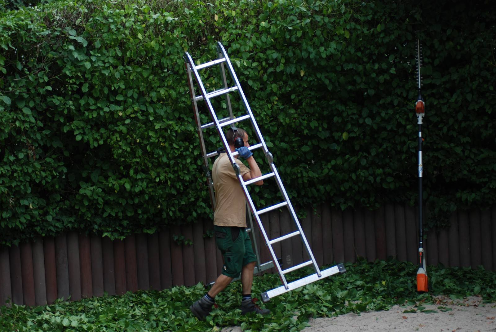 Transport der Leiter entlang der Hecke